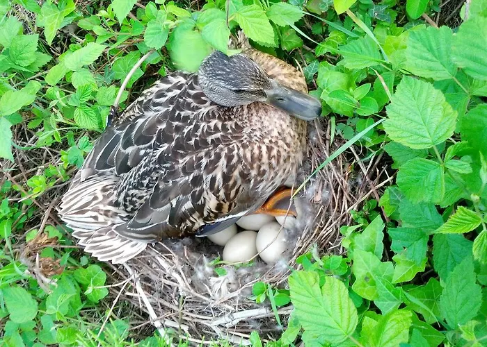 Brick House Dom wakacyjny